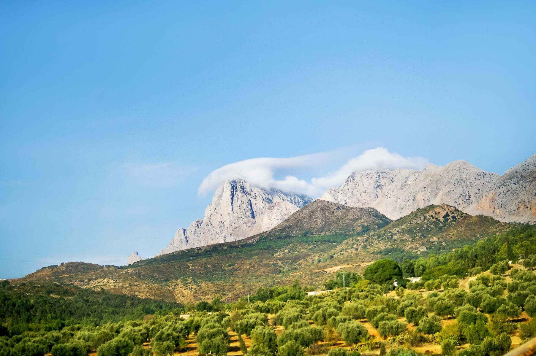 Montagnes oliviers Tunisie